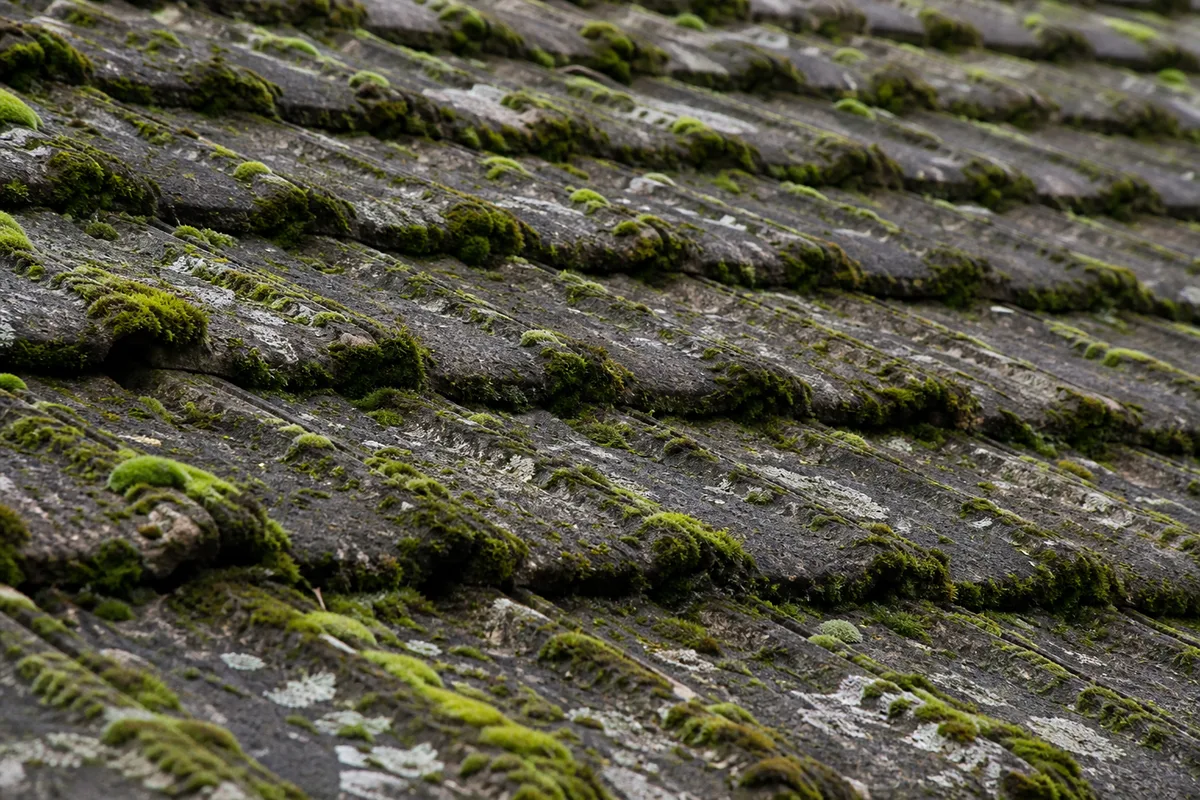 Toiture de pavillon en tuile béton envahie de mousse sur le versant nord dans l&rsquo;est lyonnais
